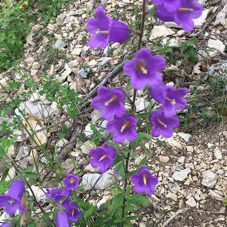 Appartement Campanule *