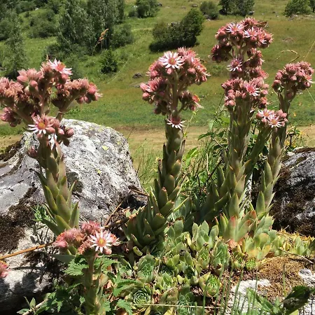 Appartement Campanule La Plagne