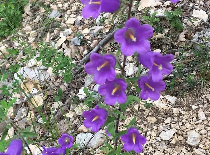 Apartment Campanule *