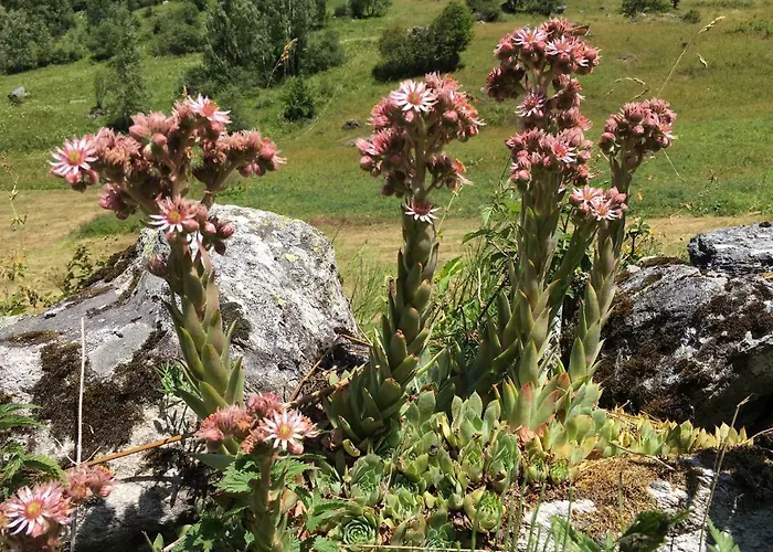 Apartment Campanule La Plagne
